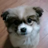 自信柠檬4y8头像