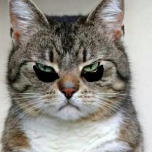 一只泥猫头像