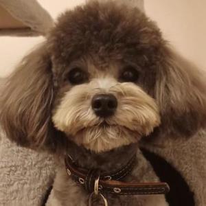 泰迪拉面的撕家生活头像