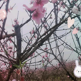 乘风破浪梅花十三头像