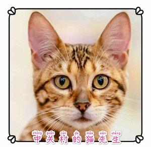 中关村的猫先生头像