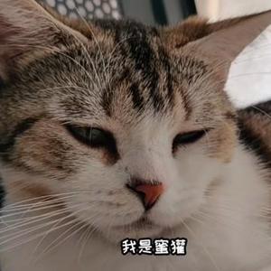 蜜獾家的猫糖糖头像