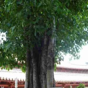 广州花都区冬阳装饰云峰花园2号铺头像