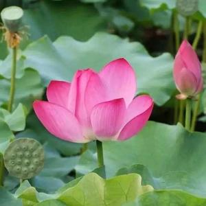 木子美加油头像