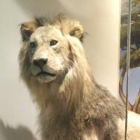 细心尚志4r8头像