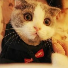 猫大人奥利奥的个人主页 西瓜视频
