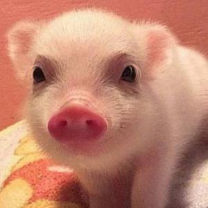 千軍萬馬令諸矦www头像