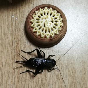 闲玩箓头像