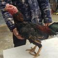 农村徐老板头像