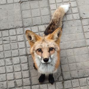 西瓜味哒狐狸精头像