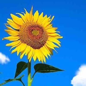 像向日葵一样生活吧头像