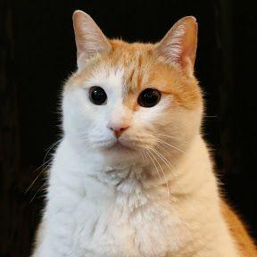 黄阿玛的日常的微博 微博