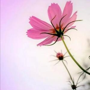 一朵紫色波斯菊150头像