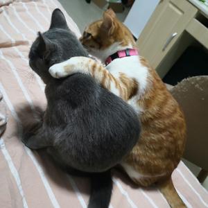 14蓝猫越来越胖,主人百思不得其解,然后看到两只猫玩逗猫棒才破案3287