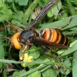 野生胡蜂养殖头像