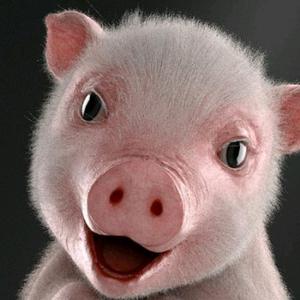 猪小迈吃西瓜头像