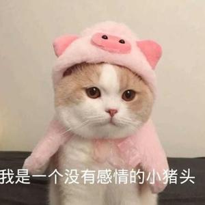 猪猪追剧叭头像