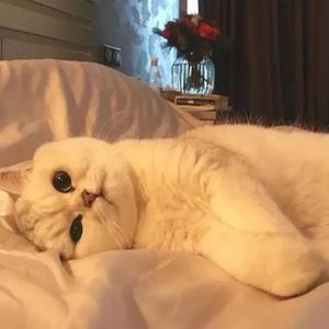 被通缉的猫66头像