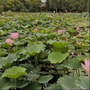 迎春阁听雨轩头像