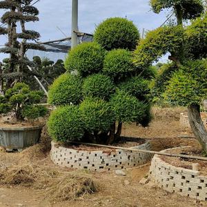 浏阳市芳菲种植专业合作社g头像