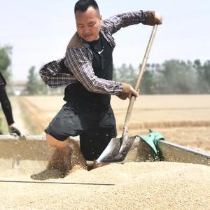 农民徐大胖头像