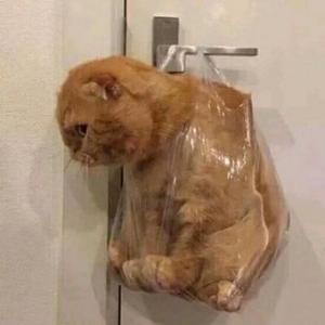 当个铁憨憨头像