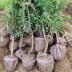 果苗种植基地头像
