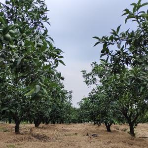 眉山鸿达农资有限公司头像