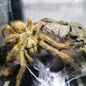 小贝咳头像
