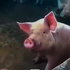 微风拂过脸颊头像
