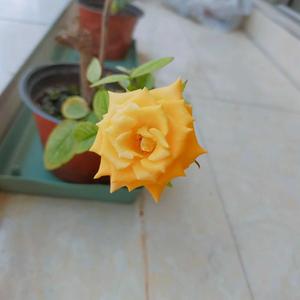 健康千问头像
