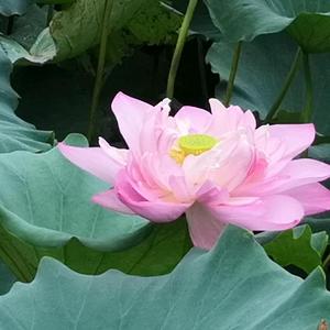 丛林二胡头像
