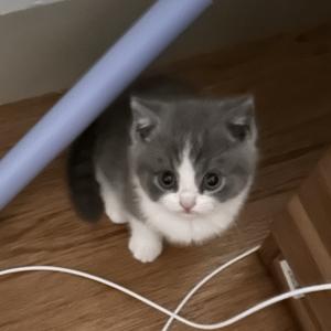 太子猫头像