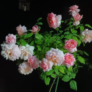 西瓯族人头像