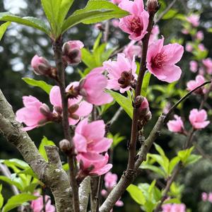 莲花山老顽童头像