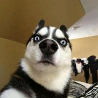 平庸的拾貳头像