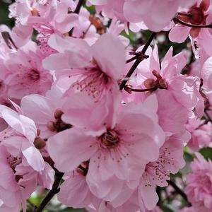 孤芳自赏头像