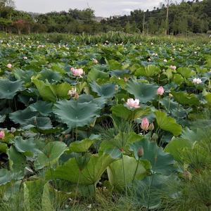 风起芸永9H3E头像