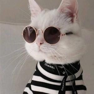 嘟嘟happy猪头像