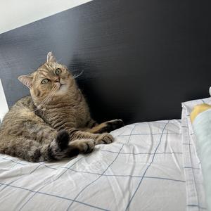 豁达香蕉是只猫头像