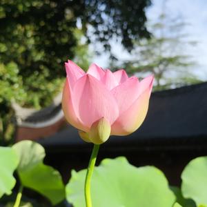 渝州风情头像