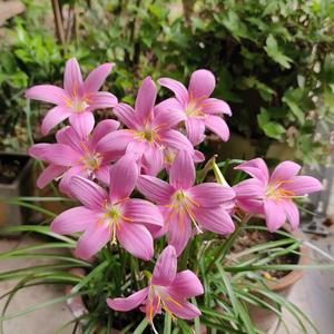 东北虎妞头像