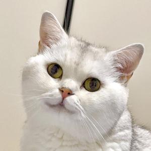 顾剑飞gjf头像