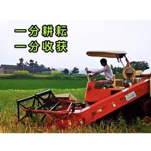 茉莉平安头像