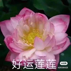 小羊综艺馆头像