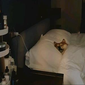 勇敢的蛋糕WC头像