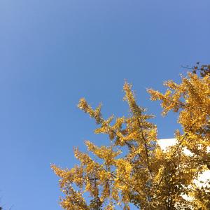 码字农头像