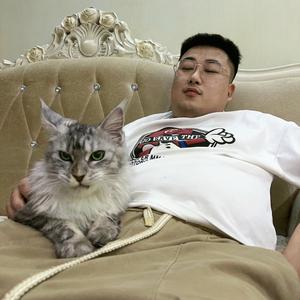 猫圈大反派头像