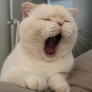 奶茶推文PflR头像