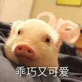 东瓜美食头像